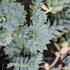 Euphorbia_myrsinites_1.JPG