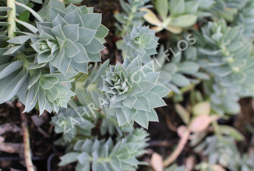 Pryšec myrtovitý - Euphorbia myrsinites