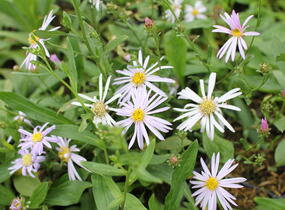Hvězdnice chlumní ´Dr.Otto Petschek' - Aster amellus 'Dr.Otto Petschek'