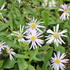 Aster_amellus_Dr.Otto_Petschek_1.JPG