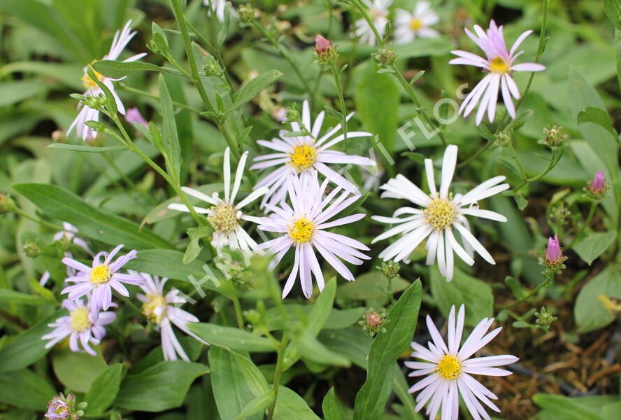 Hvězdnice chlumní ´Dr.Otto Petschek' - Aster amellus 'Dr.Otto Petschek'