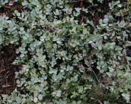 Plazilka Buchananova