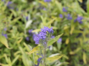 Ořechokřídlec clandonský 'Worcester Gold' - Caryopteris clandonensis 'Worcester Gold'
