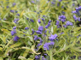 Ořechokřídlec clandonský 'Worcester Gold' - Caryopteris clandonensis 'Worcester Gold'