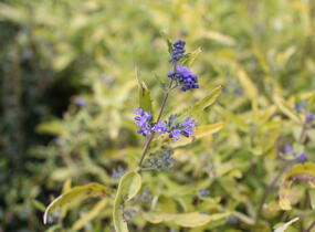 Ořechokřídlec clandonský 'Worcester Gold' - Caryopteris clandonensis 'Worcester Gold'