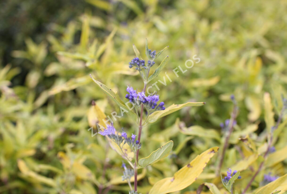 Ořechokřídlec clandonský 'Worcester Gold' - Caryopteris clandonensis 'Worcester Gold'