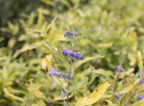 Ořechokřídlec clandonský 'Worcester Gold' - Caryopteris clandonensis 'Worcester Gold'