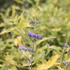 Caryopteris_clandonensis_Worcester_Gold_1.JPG