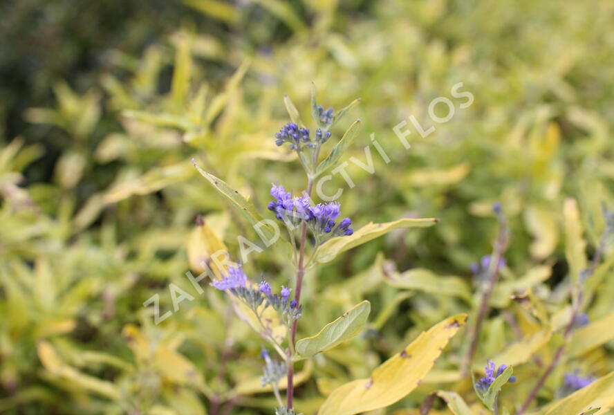 Ořechokřídlec clandonský 'Worcester Gold' - Caryopteris clandonensis 'Worcester Gold'