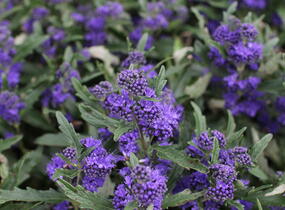 Ořechokřídlec clandonský 'Camara Dark Blue' - Caryopteris clandonensis 'Camara Dark Blue'