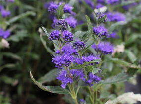 Ořechokřídlec clandonský 'Camara Dark Blue' - Caryopteris clandonensis 'Camara Dark Blue'