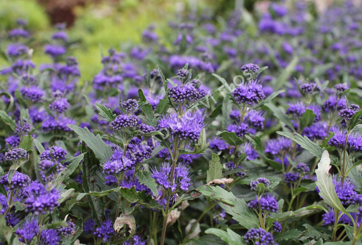 Ořechokřídlec clandonský 'Camara Dark Blue' - Caryopteris clandonensis 'Camara Dark Blue'