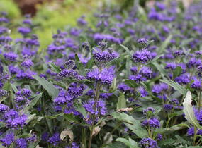 Ořechokřídlec clandonský 'Camara Dark Blue' - Caryopteris clandonensis 'Camara Dark Blue'