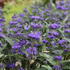 Caryopteris_clandonensis_Camara_Dark_Blue_1.JPG