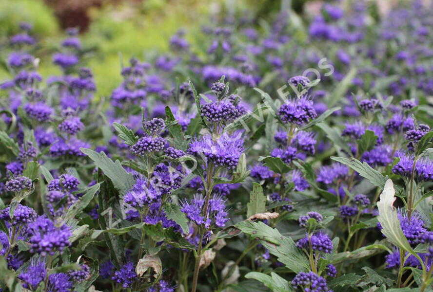 Ořechokřídlec clandonský 'Camara Dark Blue' - Caryopteris clandonensis 'Camara Dark Blue'