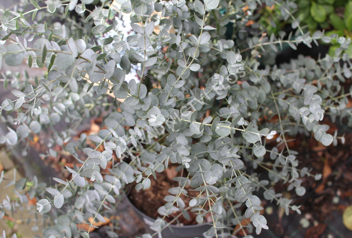 Blahovičník Gunnův 'Azura' - Eucalyptus gunni 'Azura'