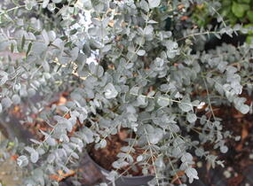 Blahovičník Gunnův 'Azura' - Eucalyptus gunni 'Azura'