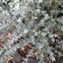 Eucalyptus_gunni_Azura_1.JPG