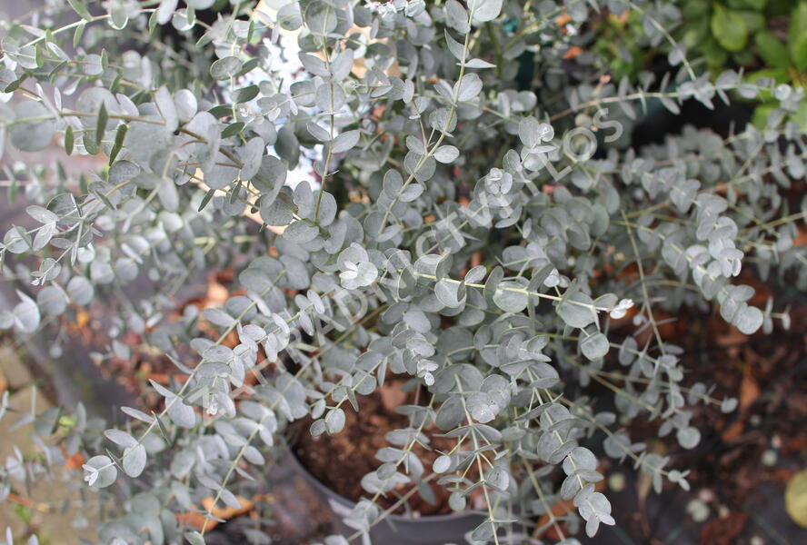 Blahovičník Gunnův 'Azura' - Eucalyptus gunni 'Azura'