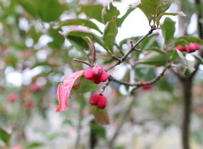 Brslen evropský 'Red Cascade' - Euonymus europaeus 'Red Cascade'
