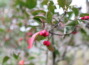 Brslen evropský 'Red Cascade' - Euonymus europaeus 'Red Cascade'