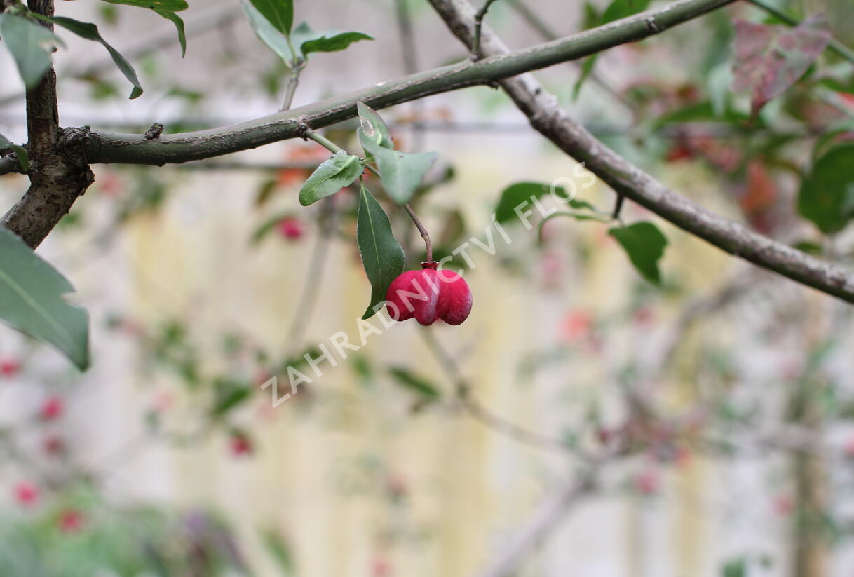 Brslen evropský 'Red Cascade' - Euonymus europaeus 'Red Cascade'