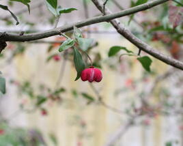 Brslen evropský 'Red Cascade'