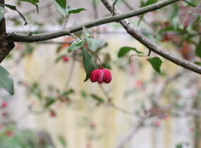 Brslen evropský 'Red Cascade' - Euonymus europaeus 'Red Cascade'