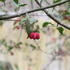 Euonymus_europaeus_Red_Cascade_1.JPG