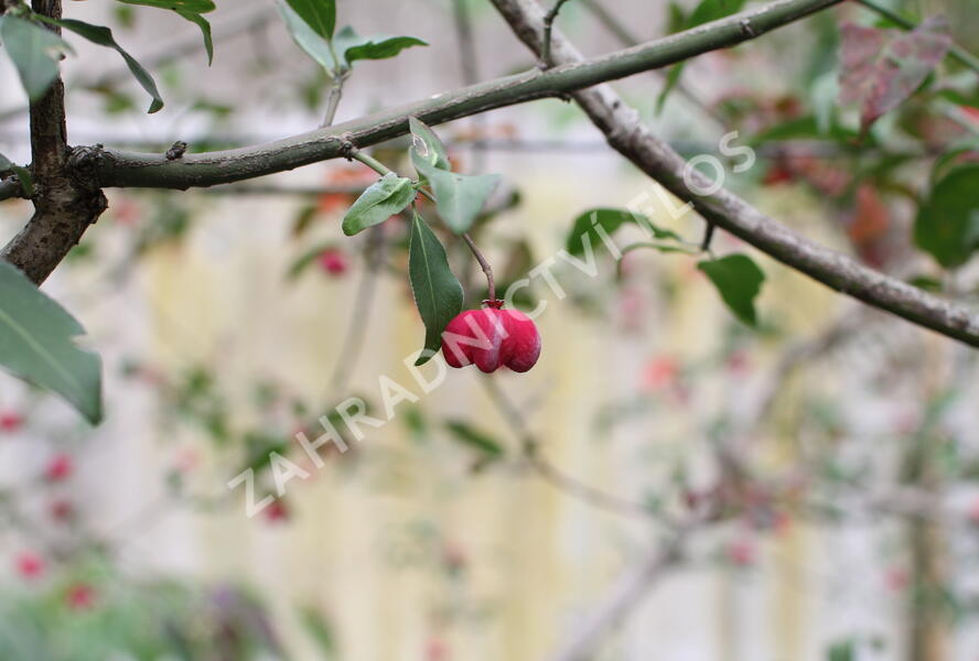 Brslen evropský 'Red Cascade' - Euonymus europaeus 'Red Cascade'
