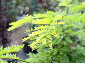 Dřezovec trojtrnný 'Sunburst' - Gleditsia triacanthos 'Sunburst'