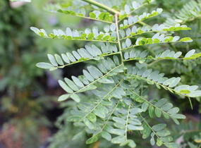Dřezovec trojtrnný 'Sunburst' - Gleditsia triacanthos 'Sunburst'