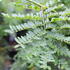 Gleditsia_triacanthos_Sunburst_1.JPG