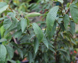 Habr japonský 'Chinese Lantern'