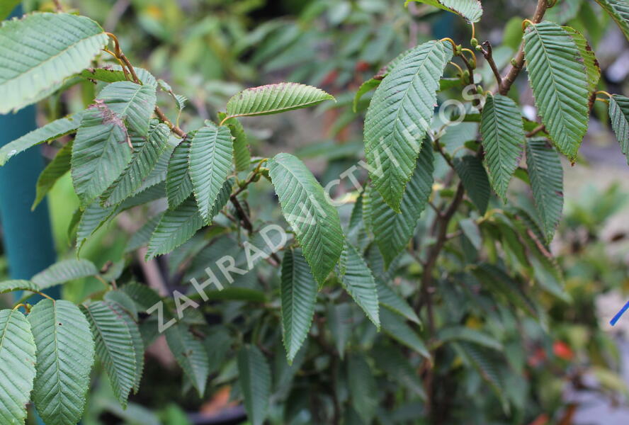 Habr japonský 'Chinese Lantern' - Carpinus japonicus 'Chinese Lantern'