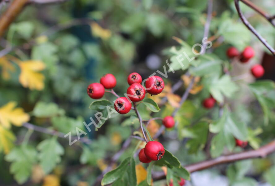 Hloh jednosemenný - Crataegus monogyna
