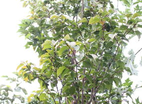 Višeň Sargentova - Prunus sargentii