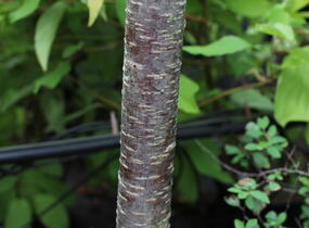 Višeň Sargentova - Prunus sargentii