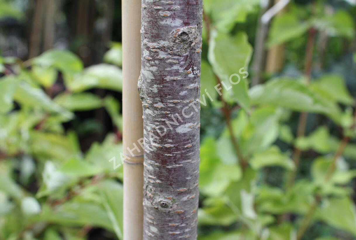 Višeň Sargentova - Prunus sargentii