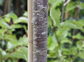 Višeň Sargentova - Prunus sargentii