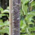 Prunus_sargentii_1.JPG