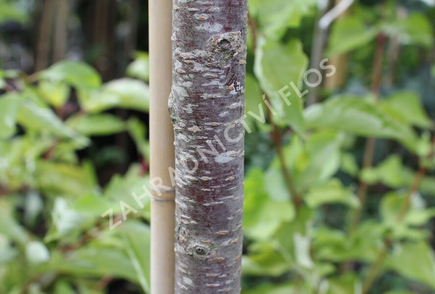 Višeň Sargentova - Prunus sargentii