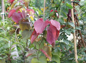 Zmarlika 'Eternal Flame'® - Cercis canadensis 'Eternal Flame'®