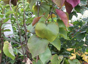 Zmarlika 'Eternal Flame'® - Cercis canadensis 'Eternal Flame'®