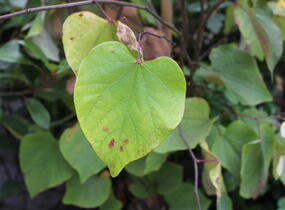 Zmarlika 'Eternal Flame'® - Cercis canadensis 'Eternal Flame'®