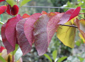 Zmarlika 'Eternal Flame'® - Cercis canadensis 'Eternal Flame'®