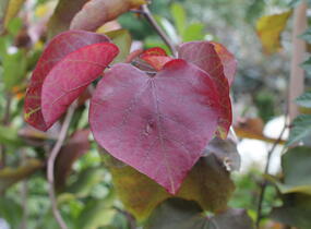Zmarlika 'Eternal Flame'® - Cercis canadensis 'Eternal Flame'®