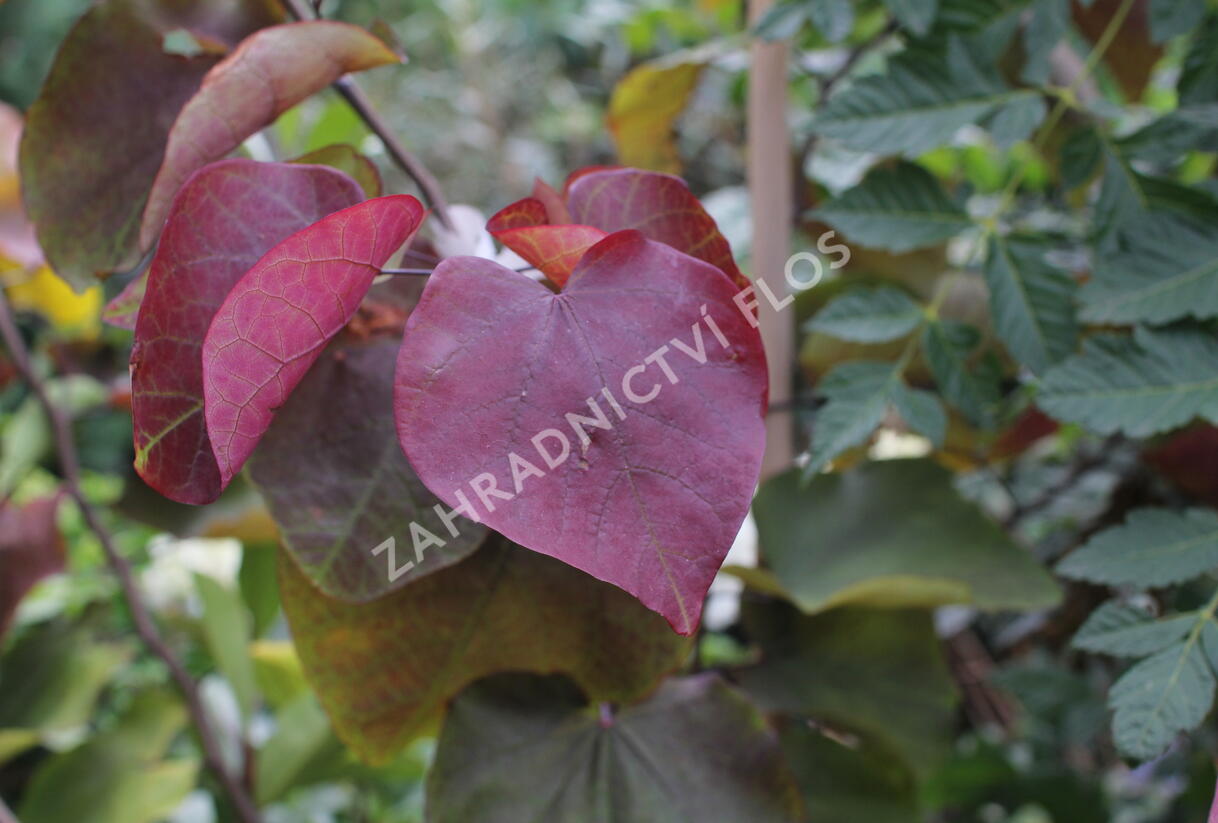 Zmarlika 'Eternal Flame'® - Cercis canadensis 'Eternal Flame'®