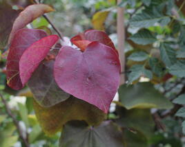 Zmarlika 'Eternal Flame'®