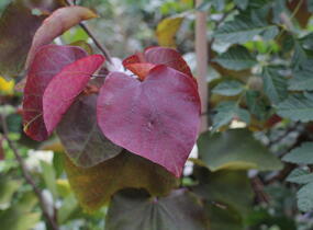 Zmarlika 'Eternal Flame'® - Cercis canadensis 'Eternal Flame'®